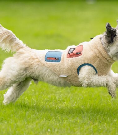 BEEZTEES Odelo za pse TEDDY bež Online prodaja Ananas